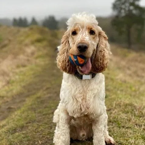 ChuckIt Ultra Squeaker Ball