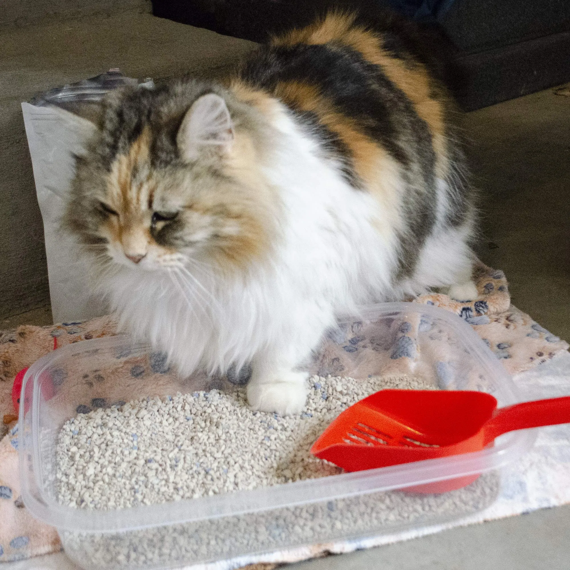 Emergency Zone Cat Deluxe Bug Out Emergency Survival Kit. Prepare Your Cat for Hurricanes, Earthquakes, Wildfires, etc.