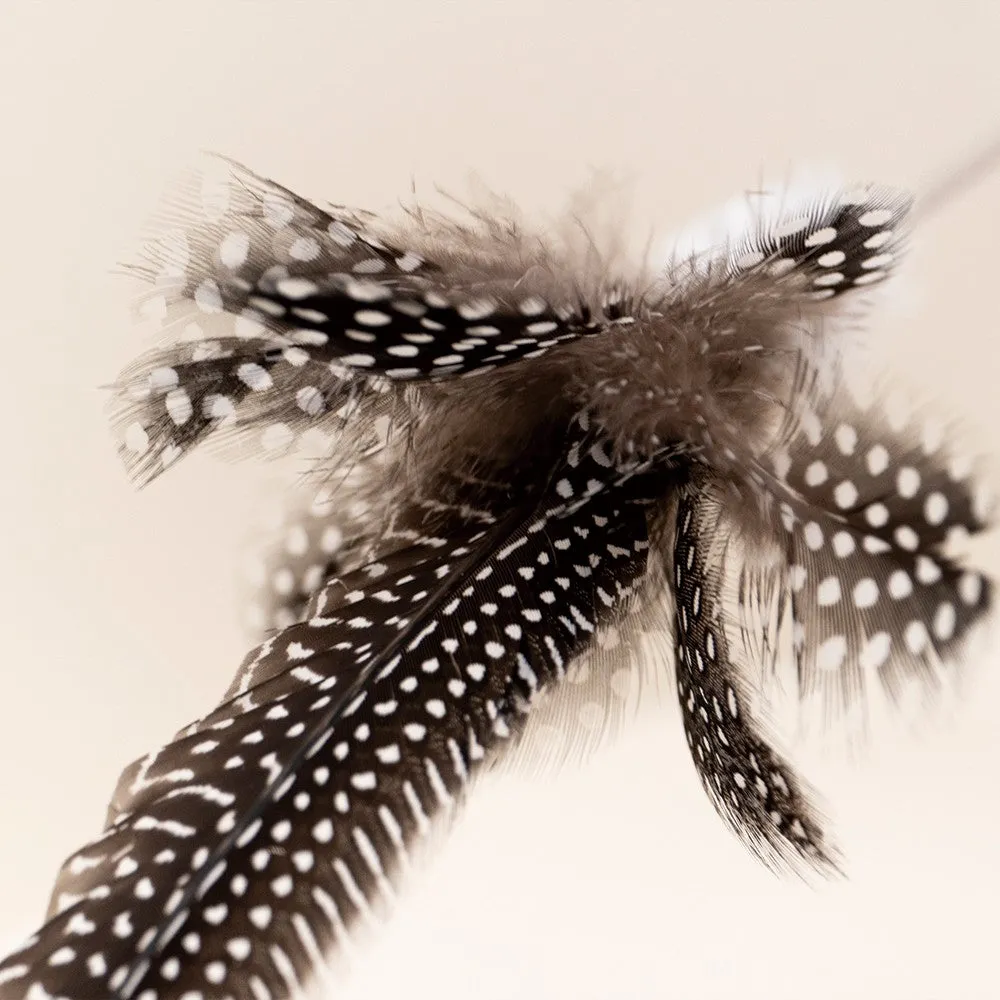 Guinea Fowl Stick Cat Teaser