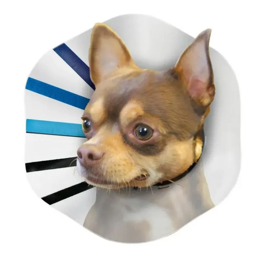 KONG EZ Clear Collar