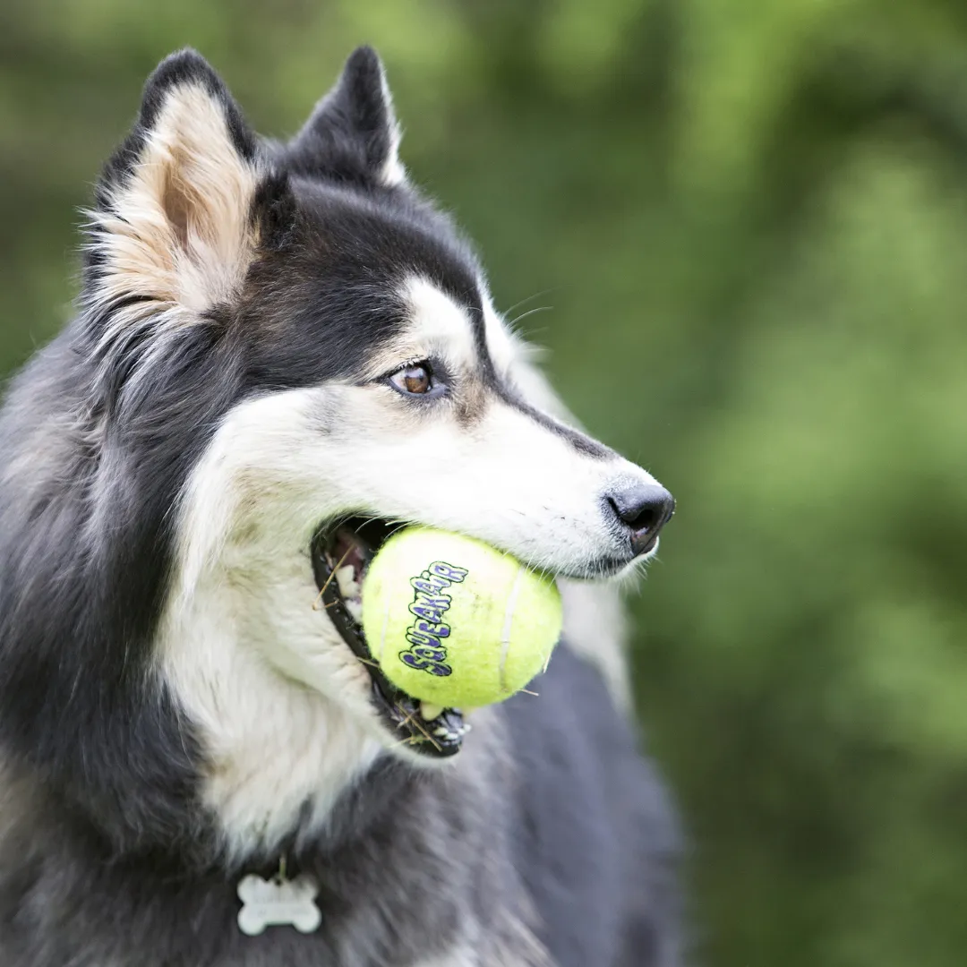 Kong Squeakair Tennis Balls