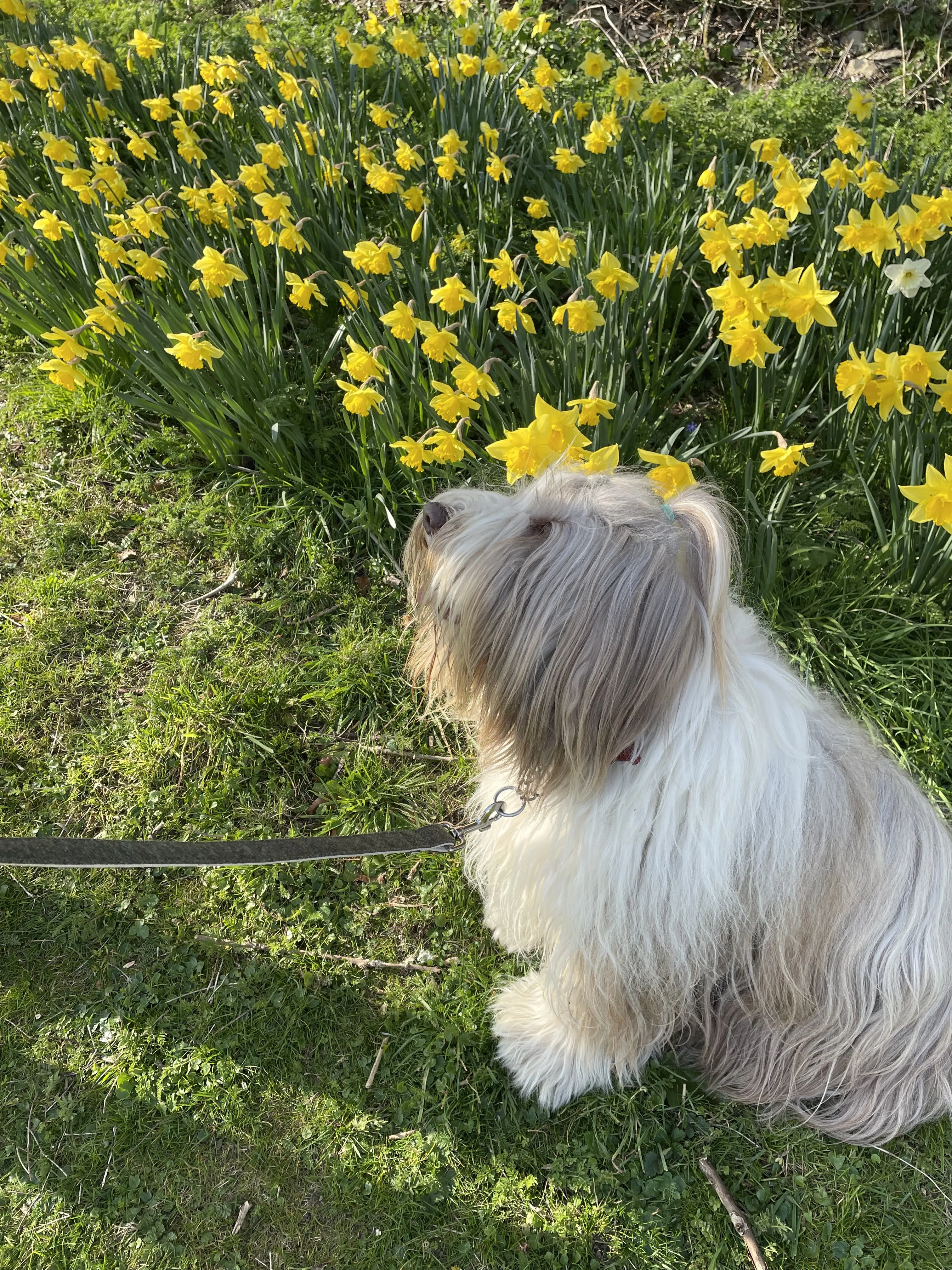 Traditional Dog Lead